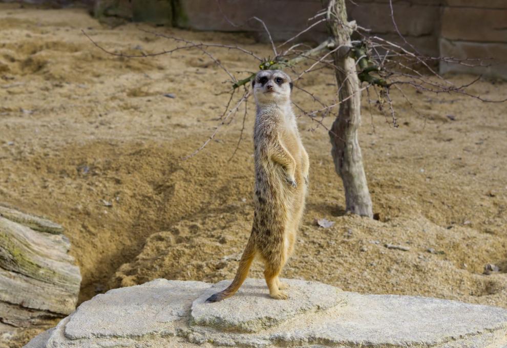 Pohled na surikatu