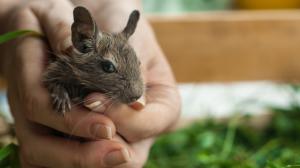 Osmák degu je ideální mazlíček. Tahle chilská veverka nezapáchá a je vážně chytrá!