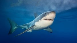 Vědci bojují za ochranu ohrožených žraloků pomocí genetických testů