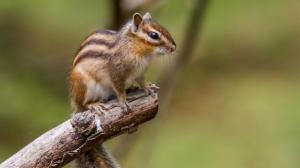 Burunduk jako mazlíček: Sibiřský chipmunk je výzva i pro zkušené chovatele. Proč?