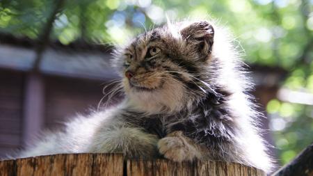 Šelma manul