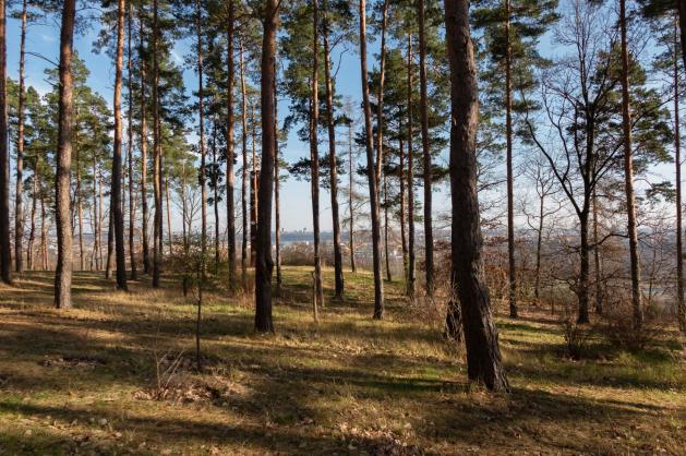 Sekvoje v botanické zahradě