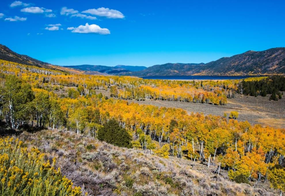 Pando Utah