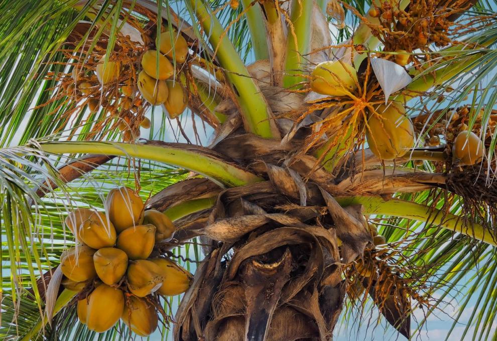 palma na Zanzibaru