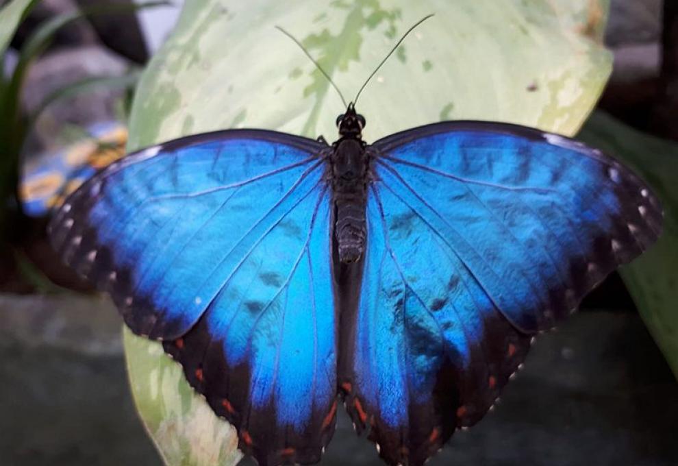 Modrý morpho peleides  si mě oblíbil nejvíc - Cestovinky.cz