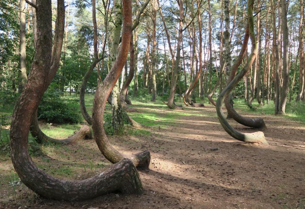 křivý les - Cestovinky.cz